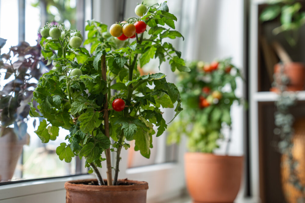 tomato plant in pot sitting on windowsill